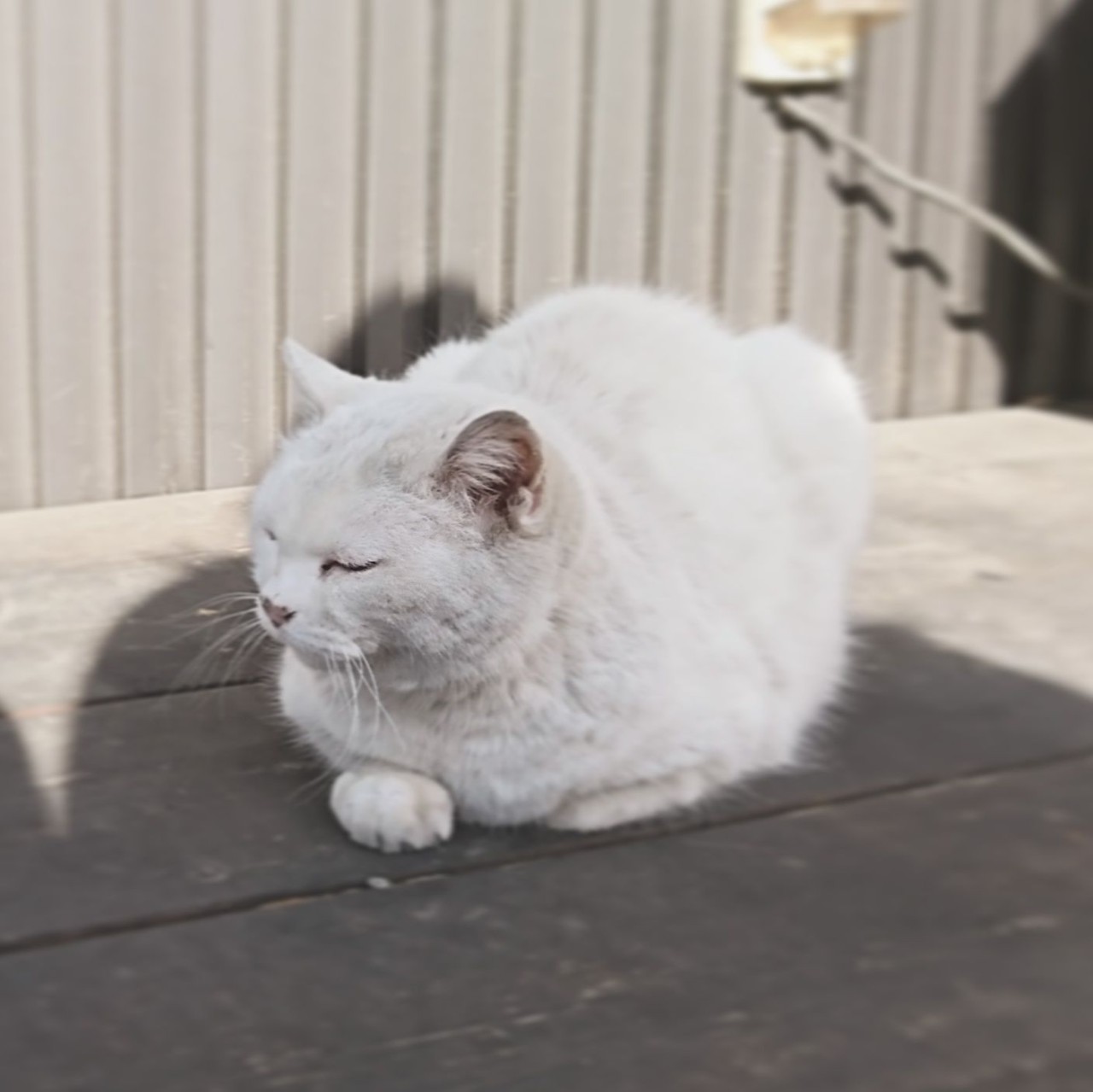 ま