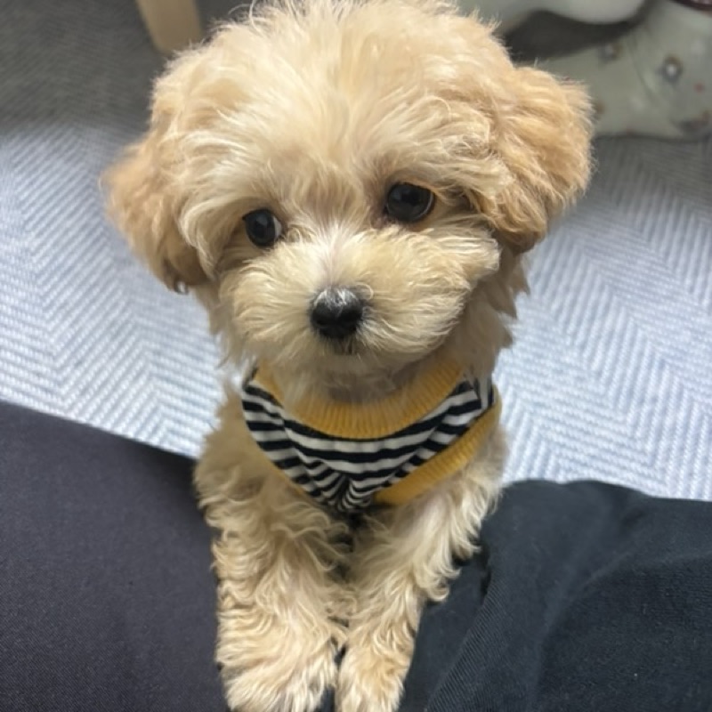 まさき