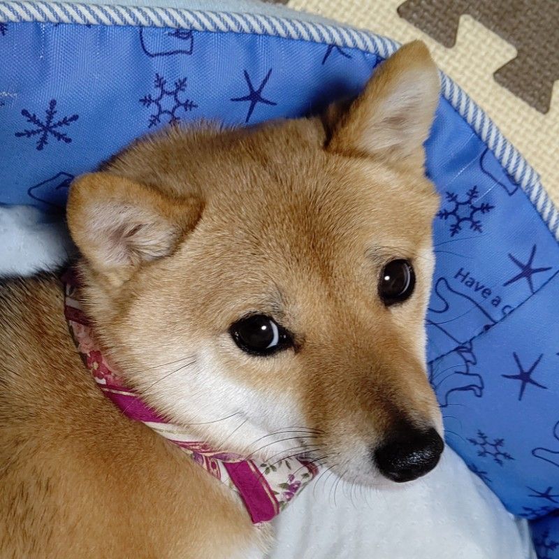 片山祥子