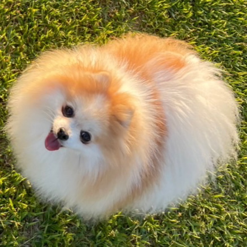 斎藤　葵