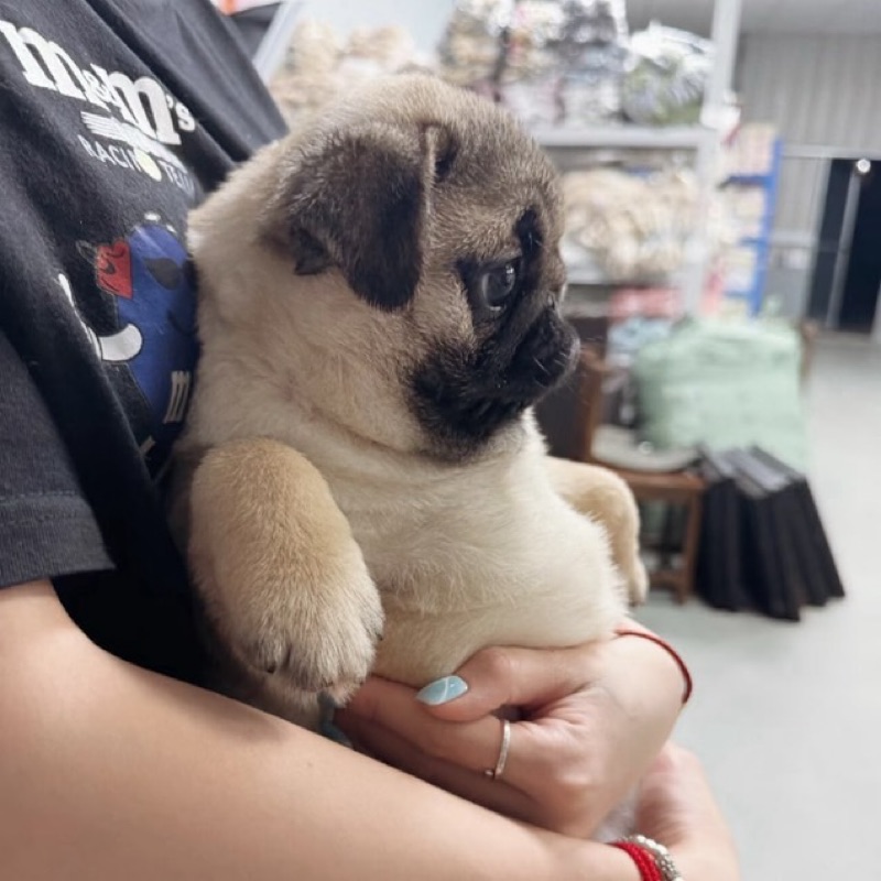 きむらひとみ