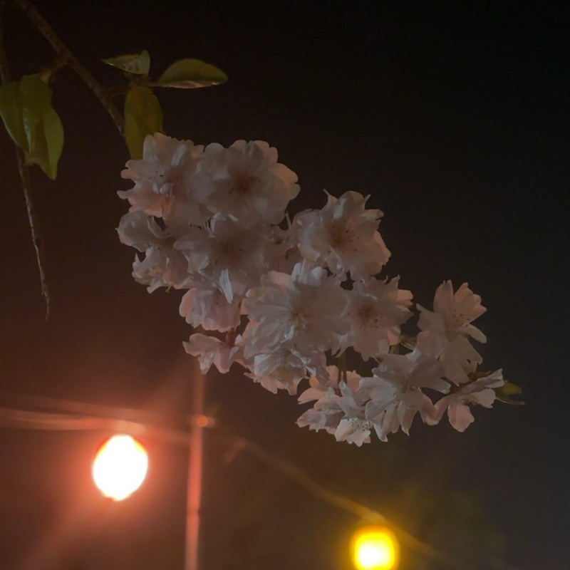 きのこ