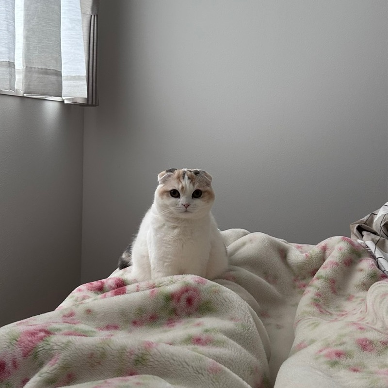 きたがわ