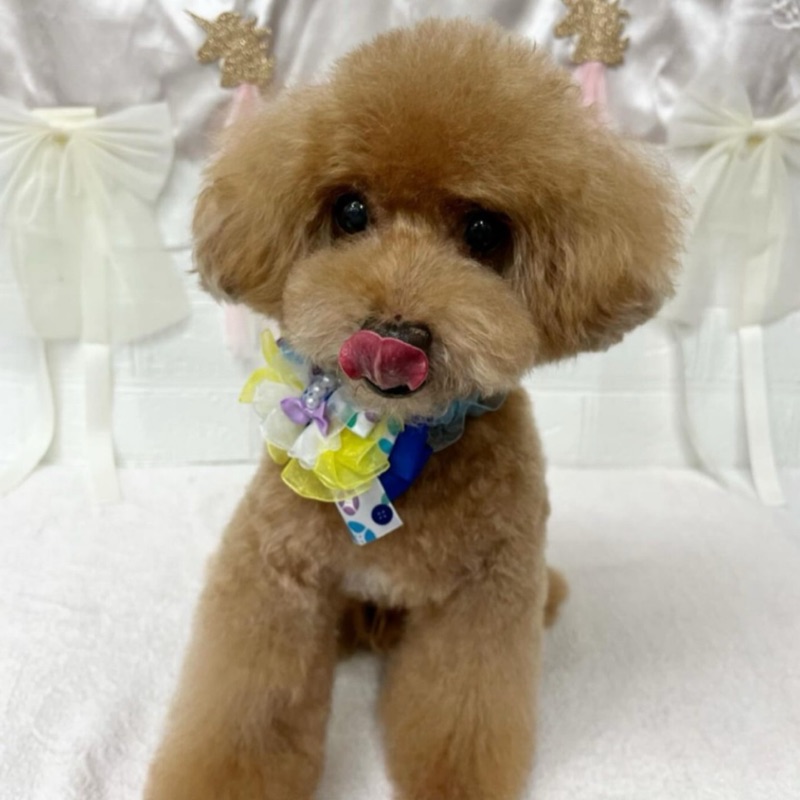 相川素子