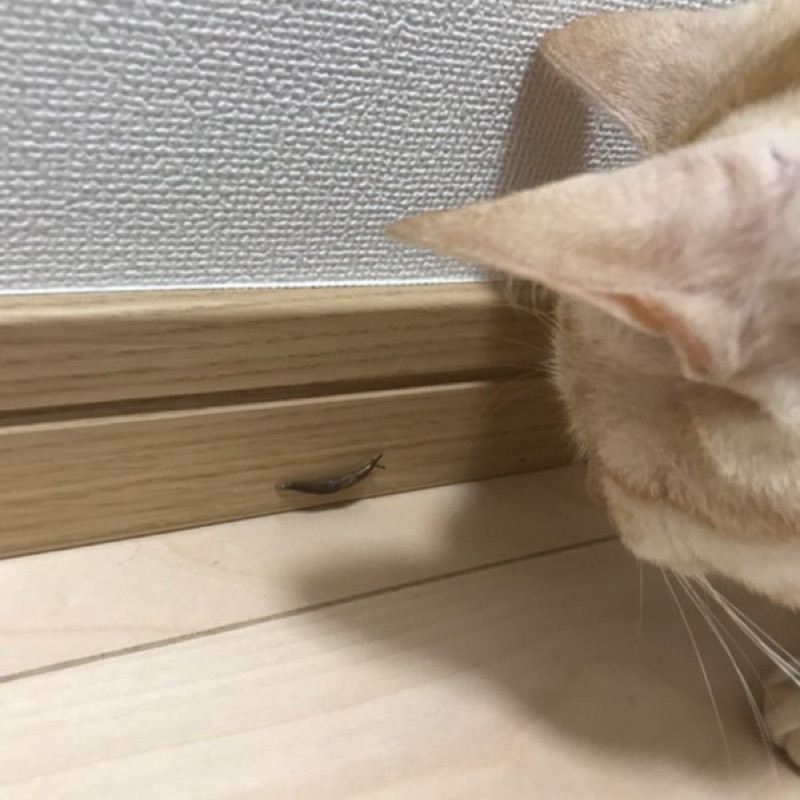 ささき