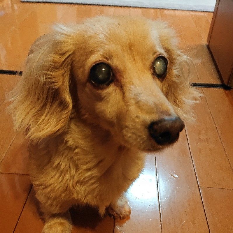 金子三知