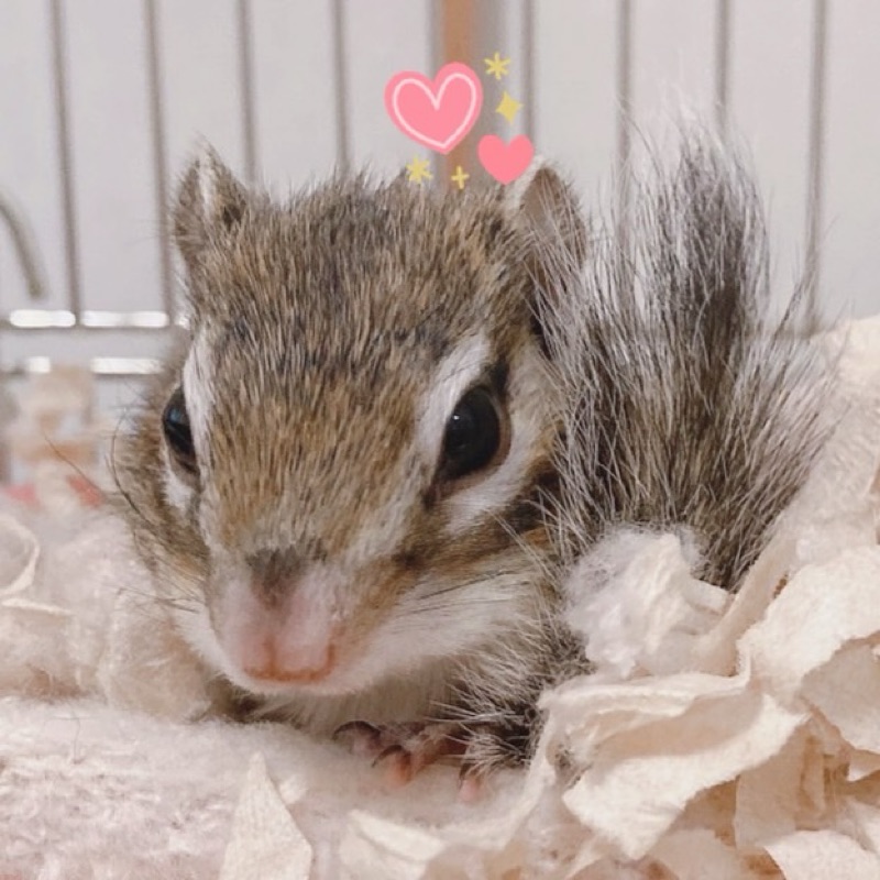 つぐてん