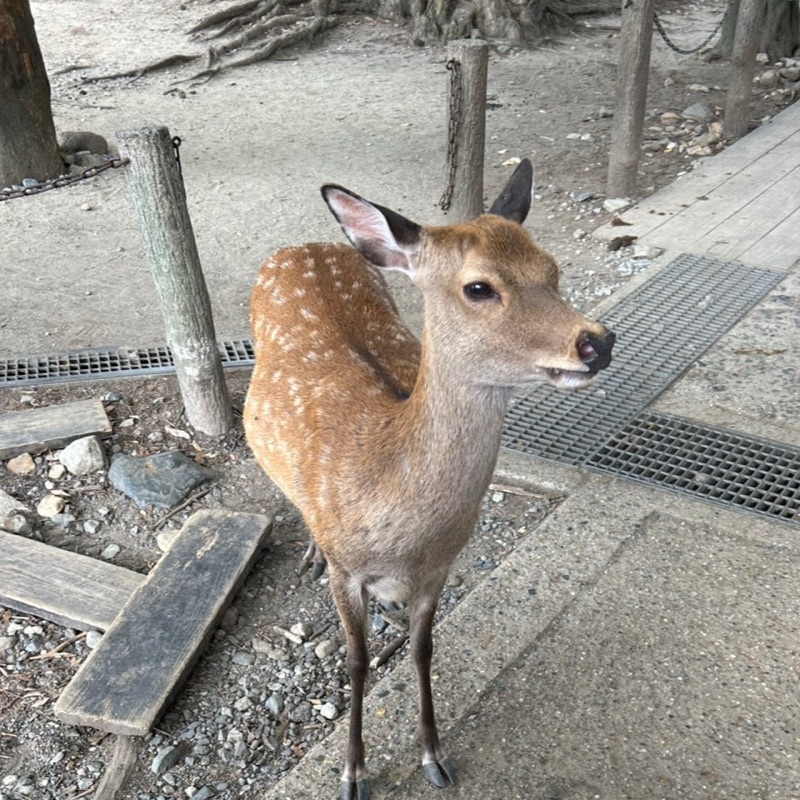 ヒュウガ