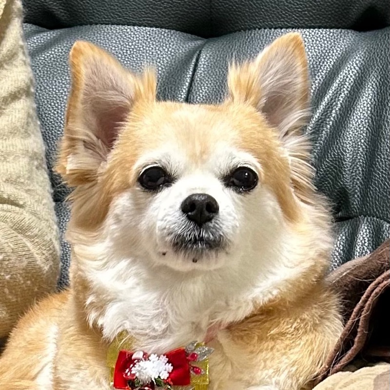 増元　美記
