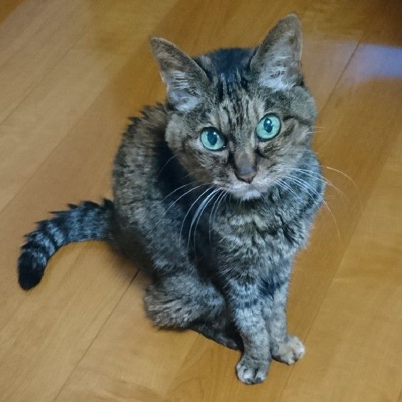 石塚 里咲