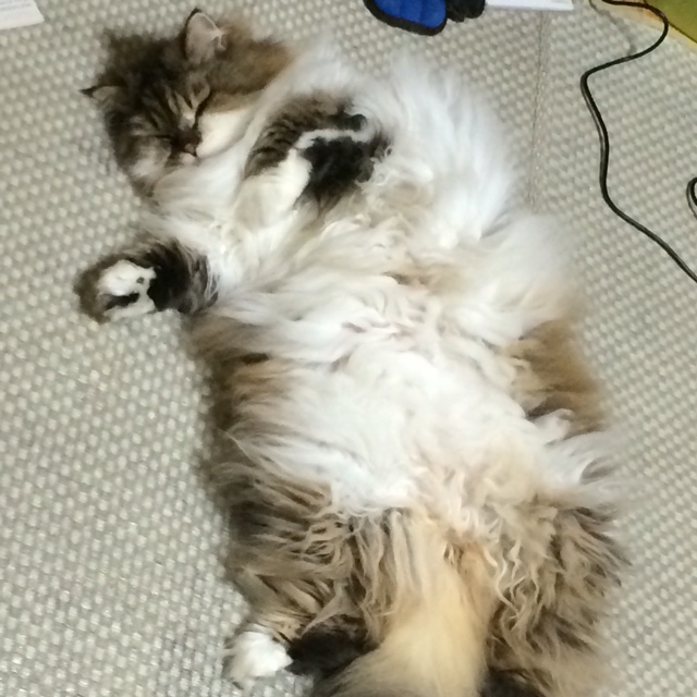 腰越大輔