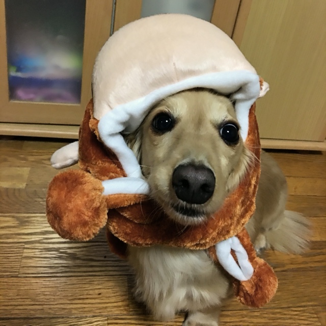 あや