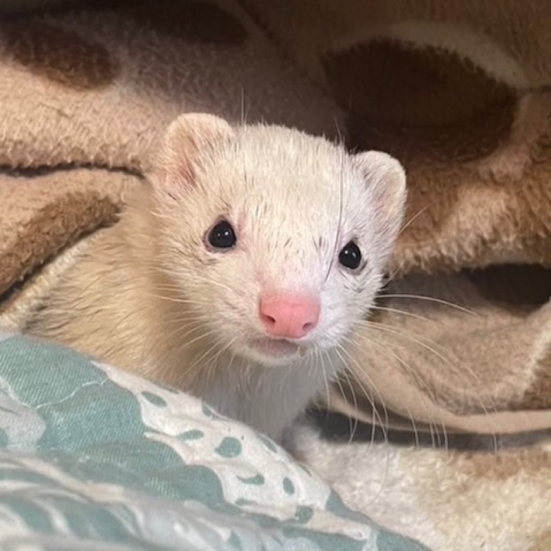 あかあや