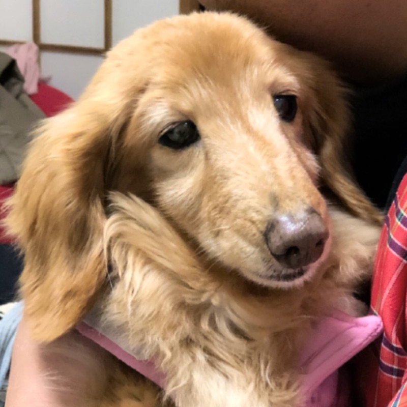 ふじわら よしえ