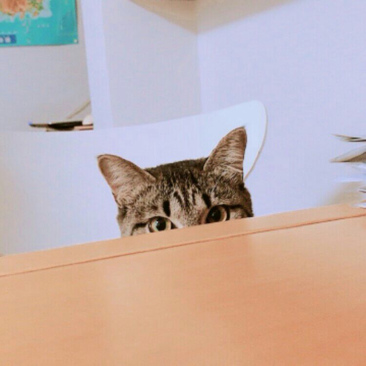 鈴木由理