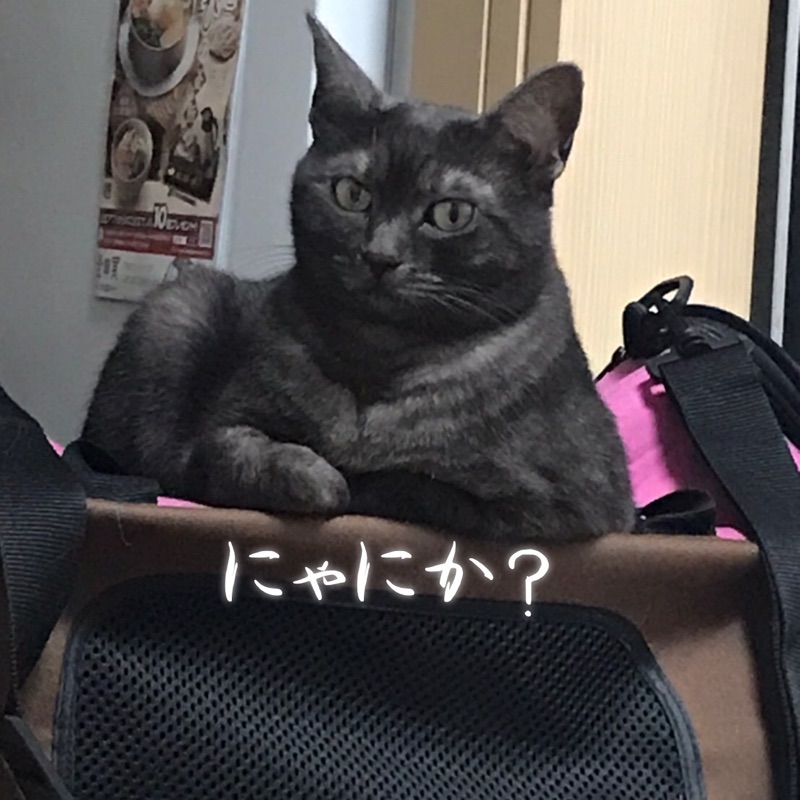 虎猫のオカン