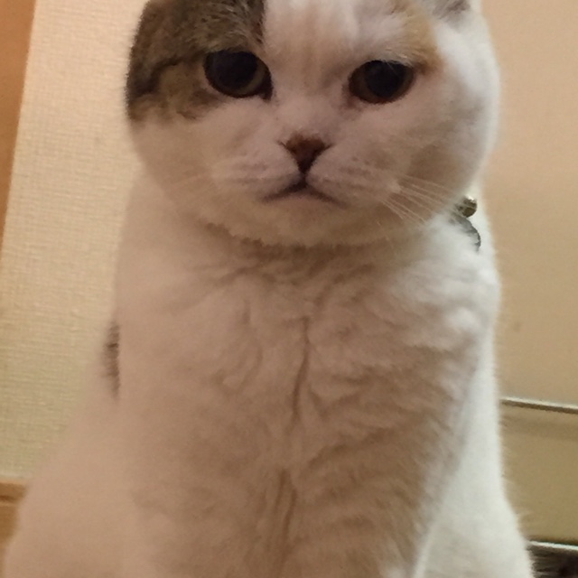 柴田智子
