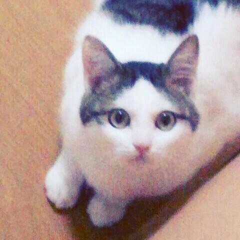 松岡尚子