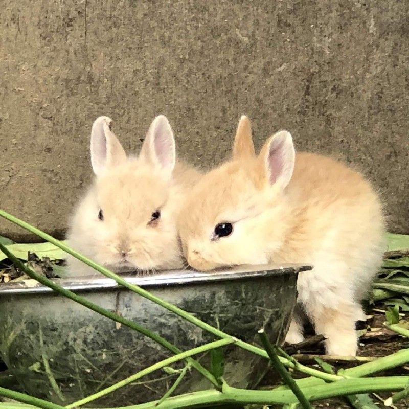 若木 桃世