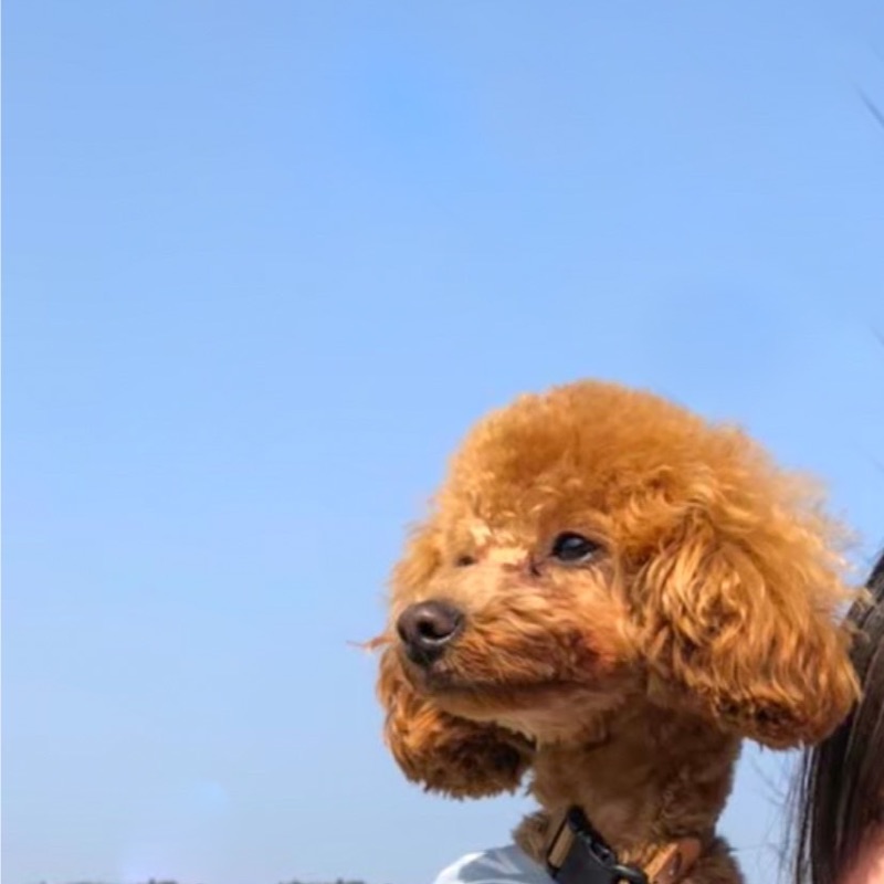 け