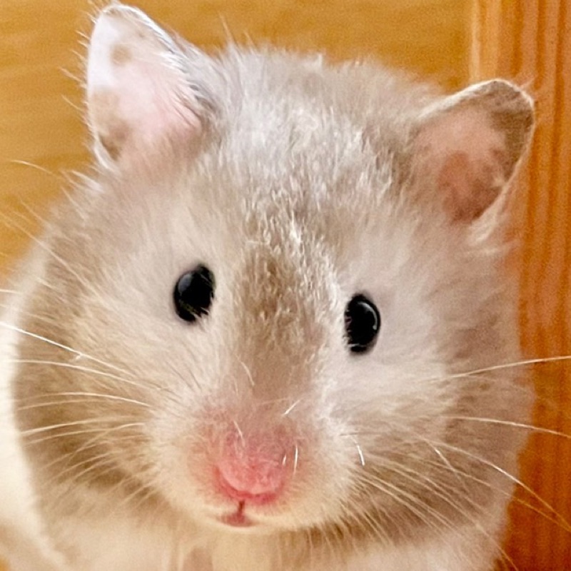 さの