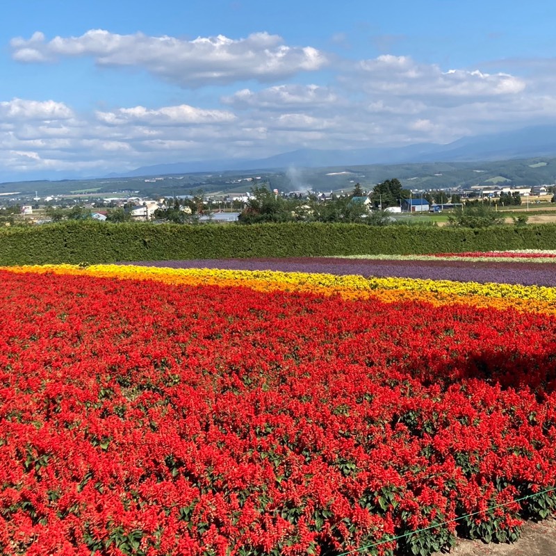 まほ