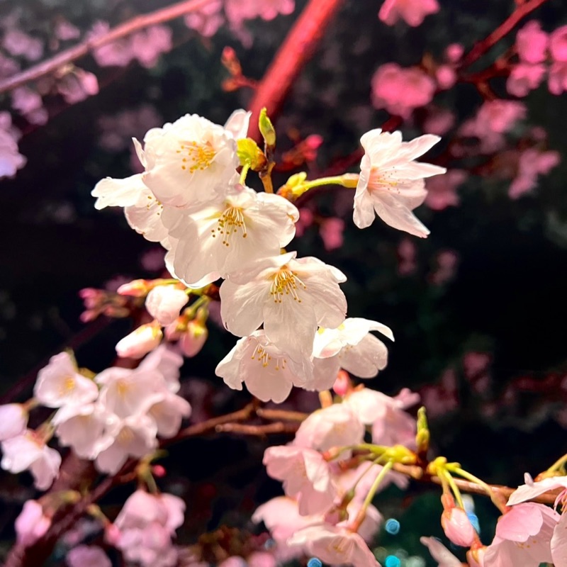 北澤 明莉
