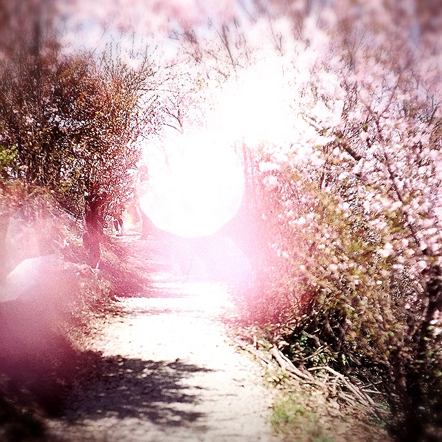 しろくまじろう