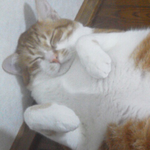 けいこ