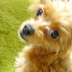 あじゅあんじゅ