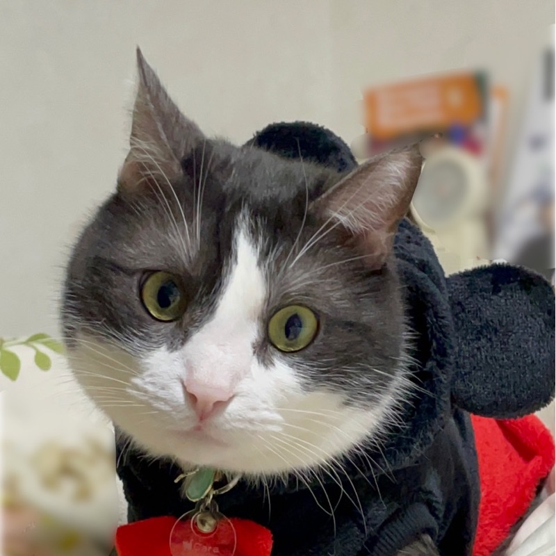 あや
