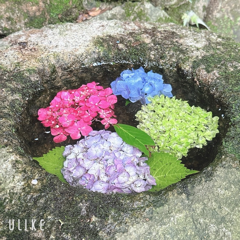 菊澤香織