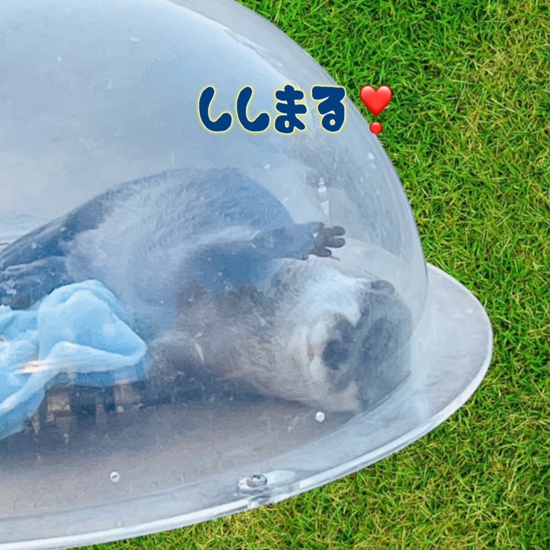すいか