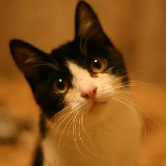 猫まさよ