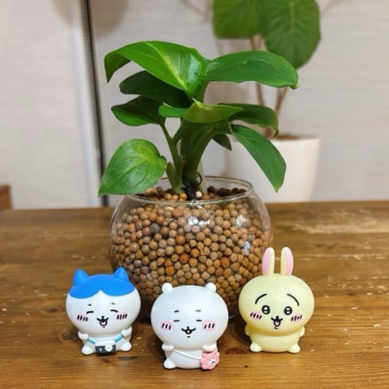 國吉梓