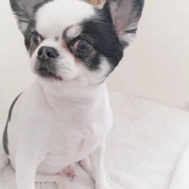 藤田