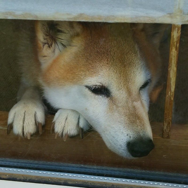 若林千恵