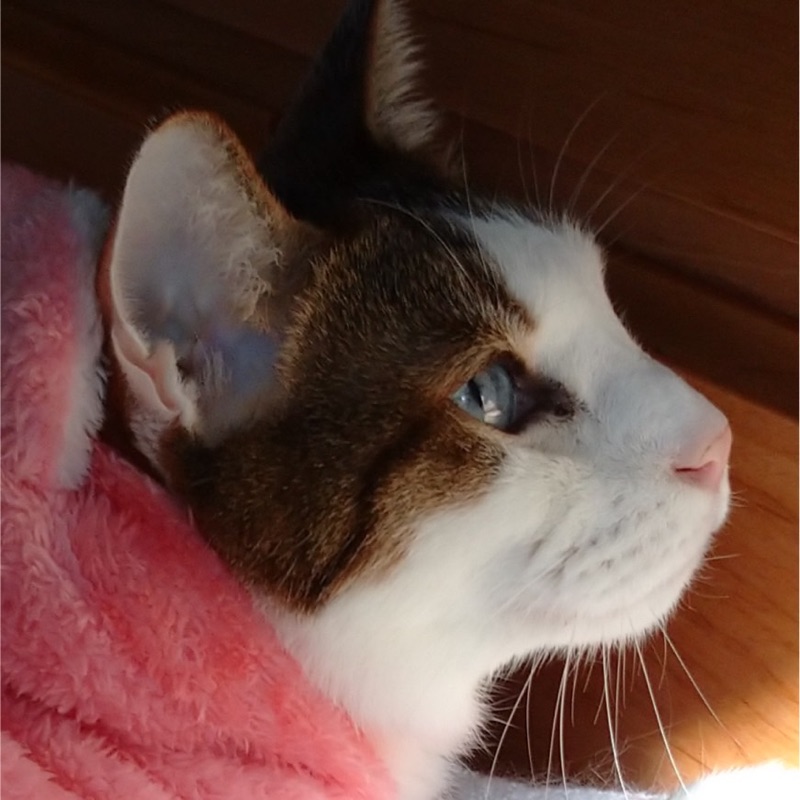 小坂　泉