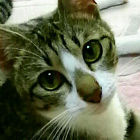 石本ゆかり