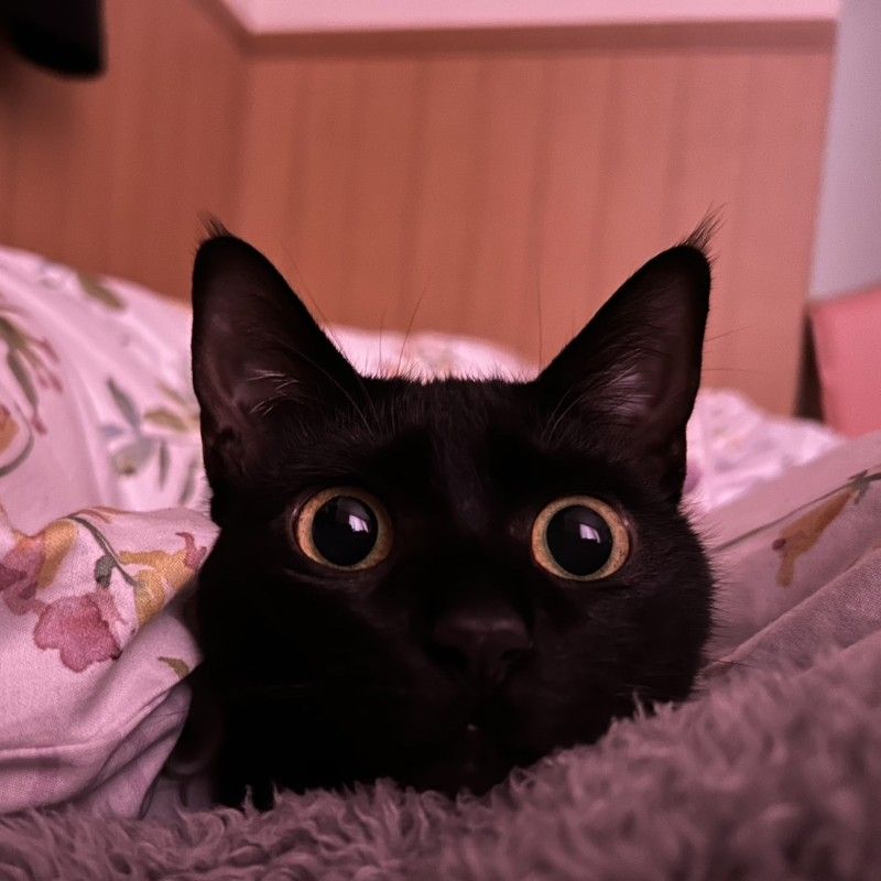 なっぴ