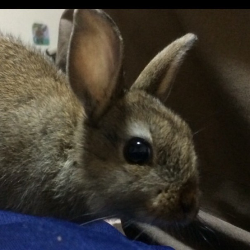 えび