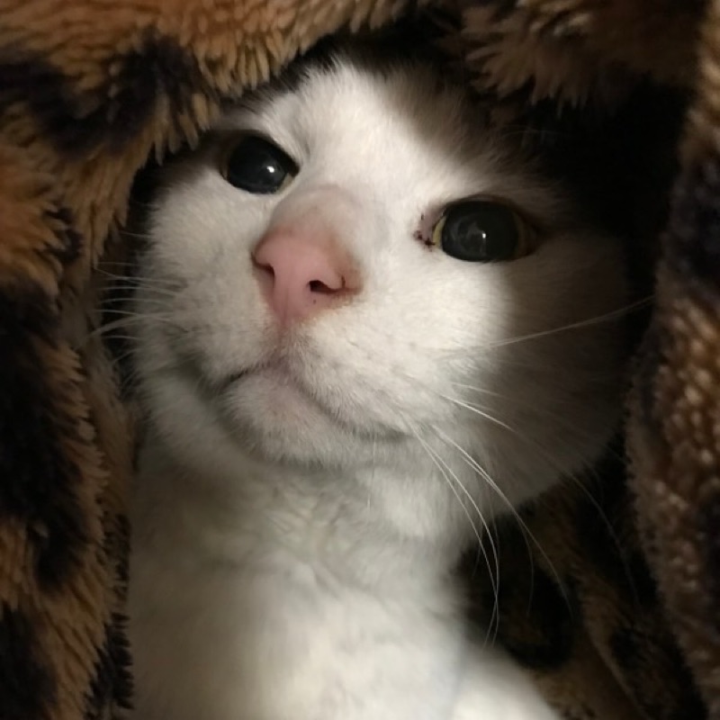 鈴木彩隼