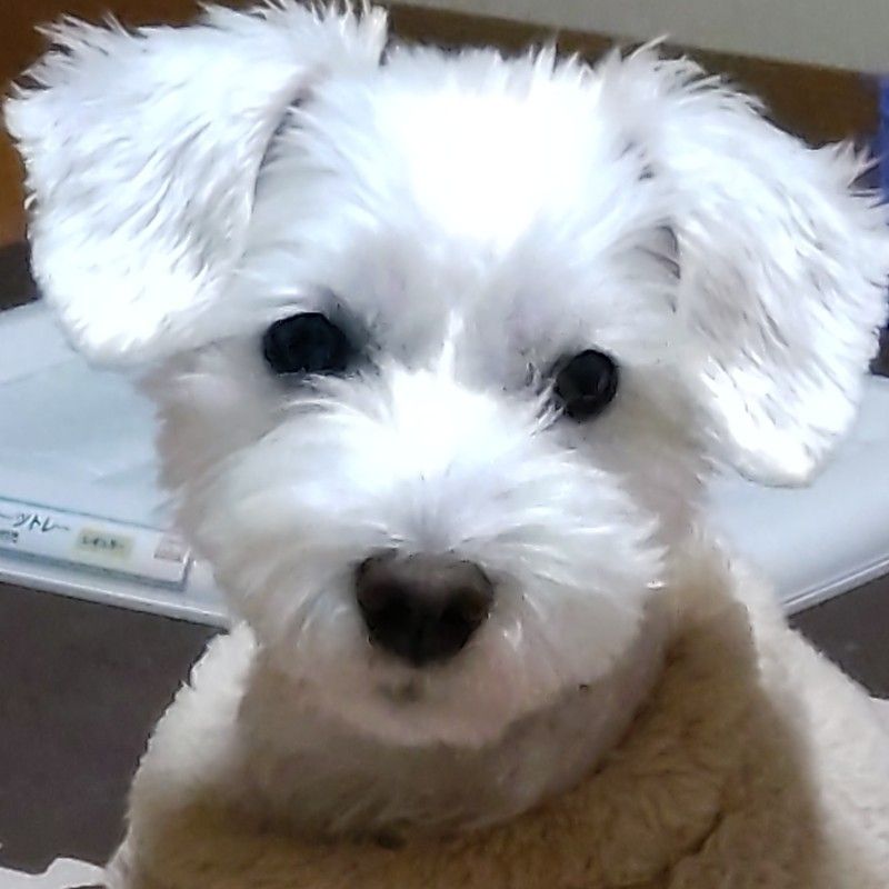 みぃ