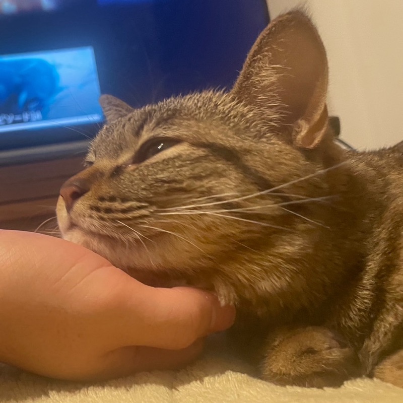 はんざわ