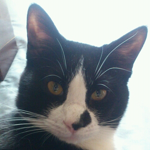 🐈‍⬛ 