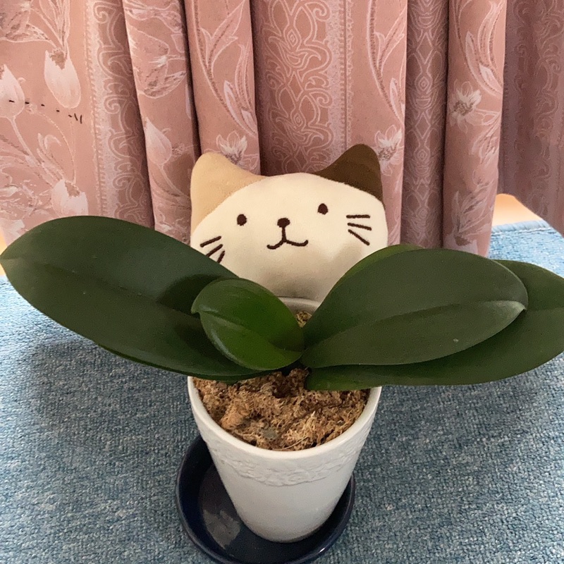 小村　朋代