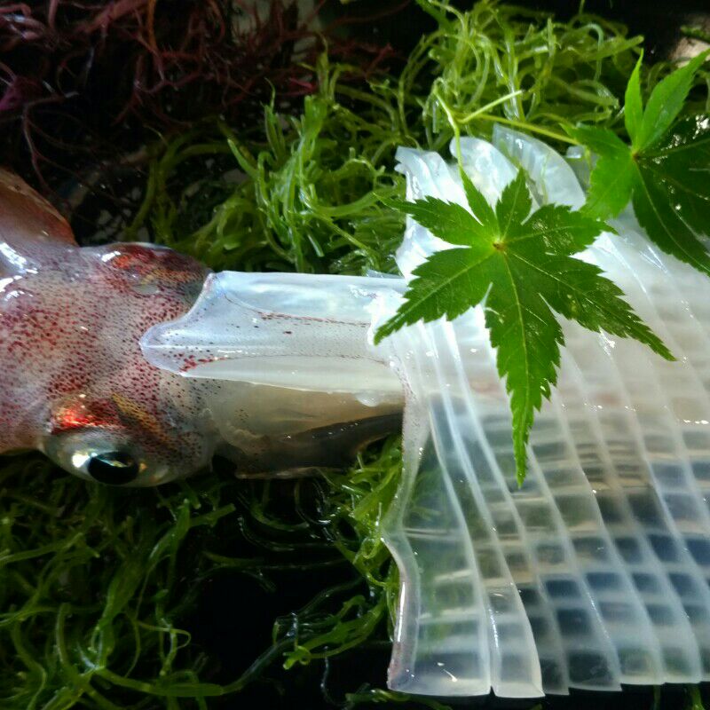 ひろあき
