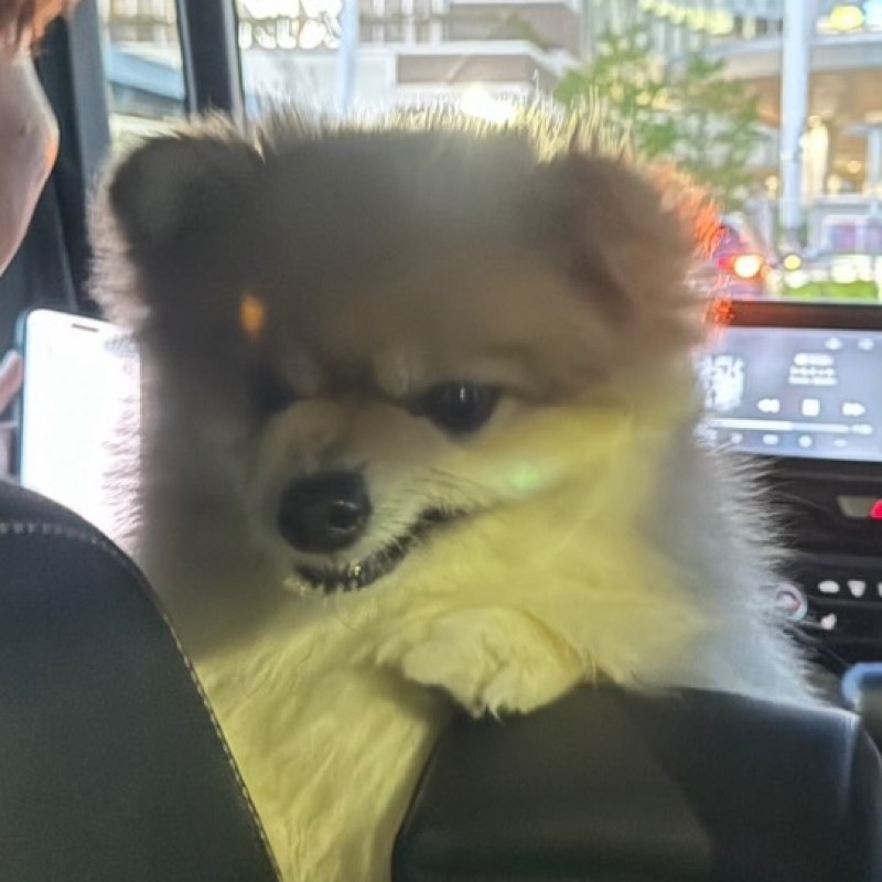 りょま