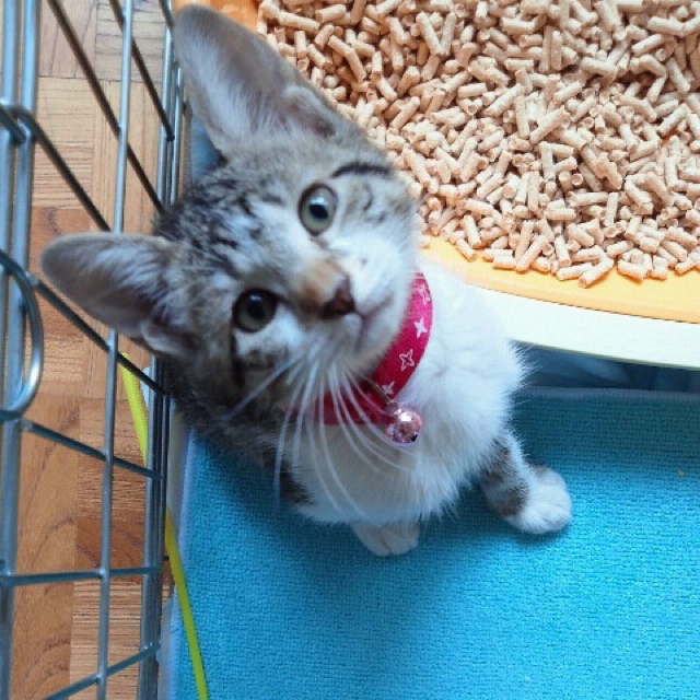 よっしぃ