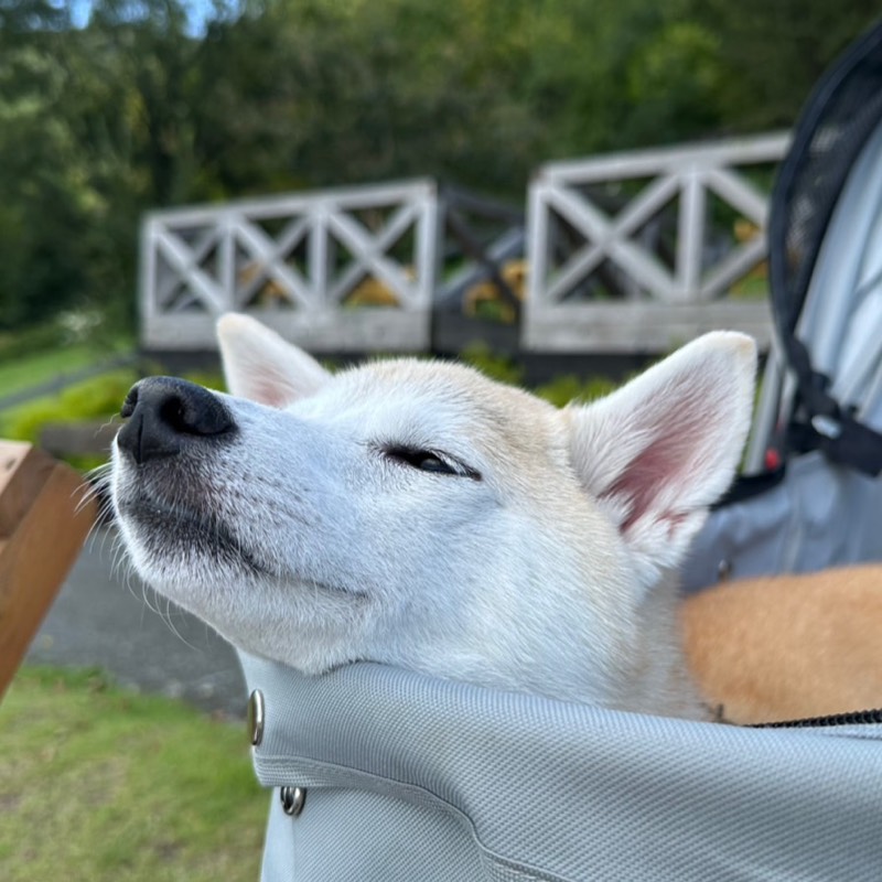 まき